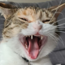 Paradox's avatar