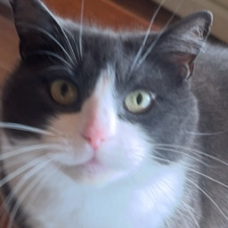 spadald's avatar
