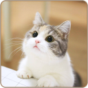 sugoi's avatar