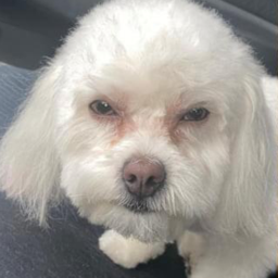 Dokgo's avatar
