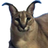 iOSNinja's avatar