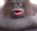 Poopy
