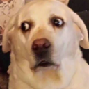pole's avatar