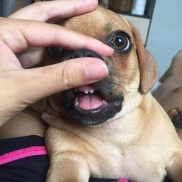 Tamaquinho's avatar