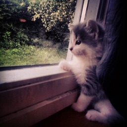 lonesome cat's avatar