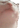 catvibe