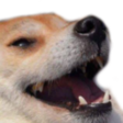 dogiKeK