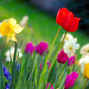 Spring's avatar