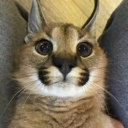 vix's avatar