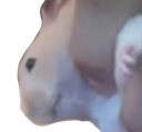 hammy