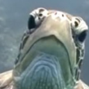 ikura's avatar