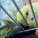 Kirbi's avatar