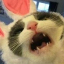 mochi's avatar