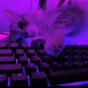 Nut's avatar