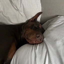 Dax's avatar
